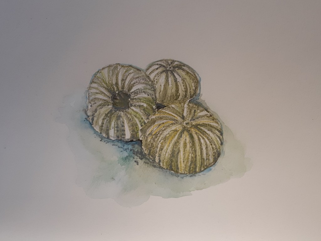 Sea urchins, La Côte Bleue (Blue&nbsp;coast)