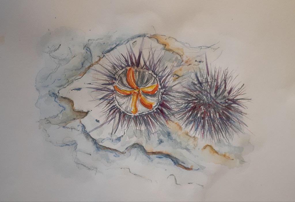 Sea urchins, La Côte Bleue (Blue&nbsp;coast)