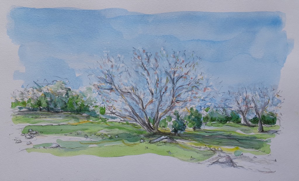 Almond trees in&nbsp;bloom