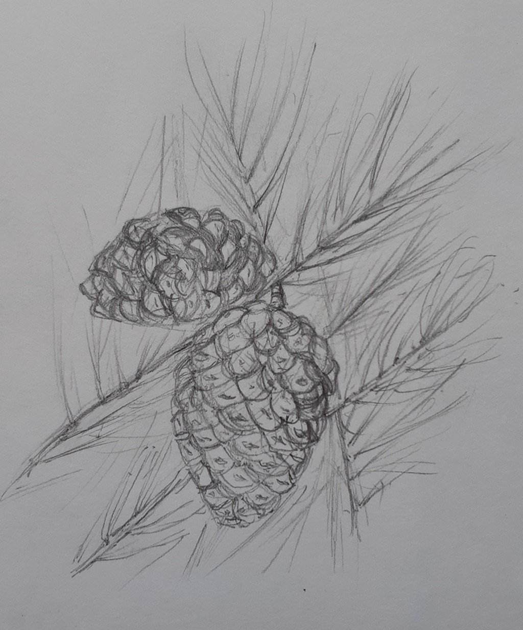 Pine cone detail