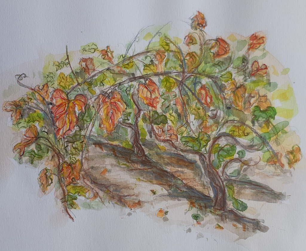 Autumn vineyard detail