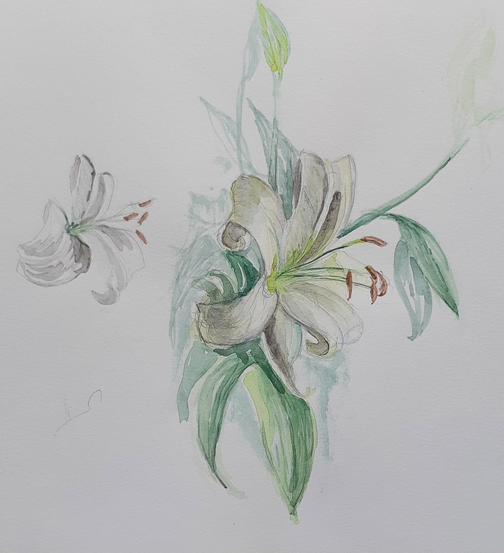 Lily detail study&nbsp;1