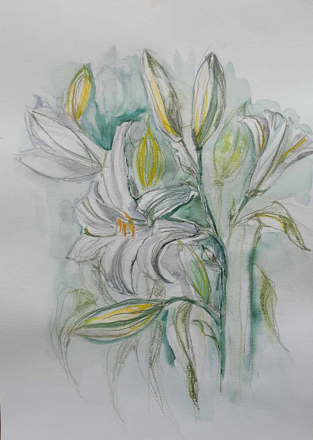 Lily detail study&nbsp;2