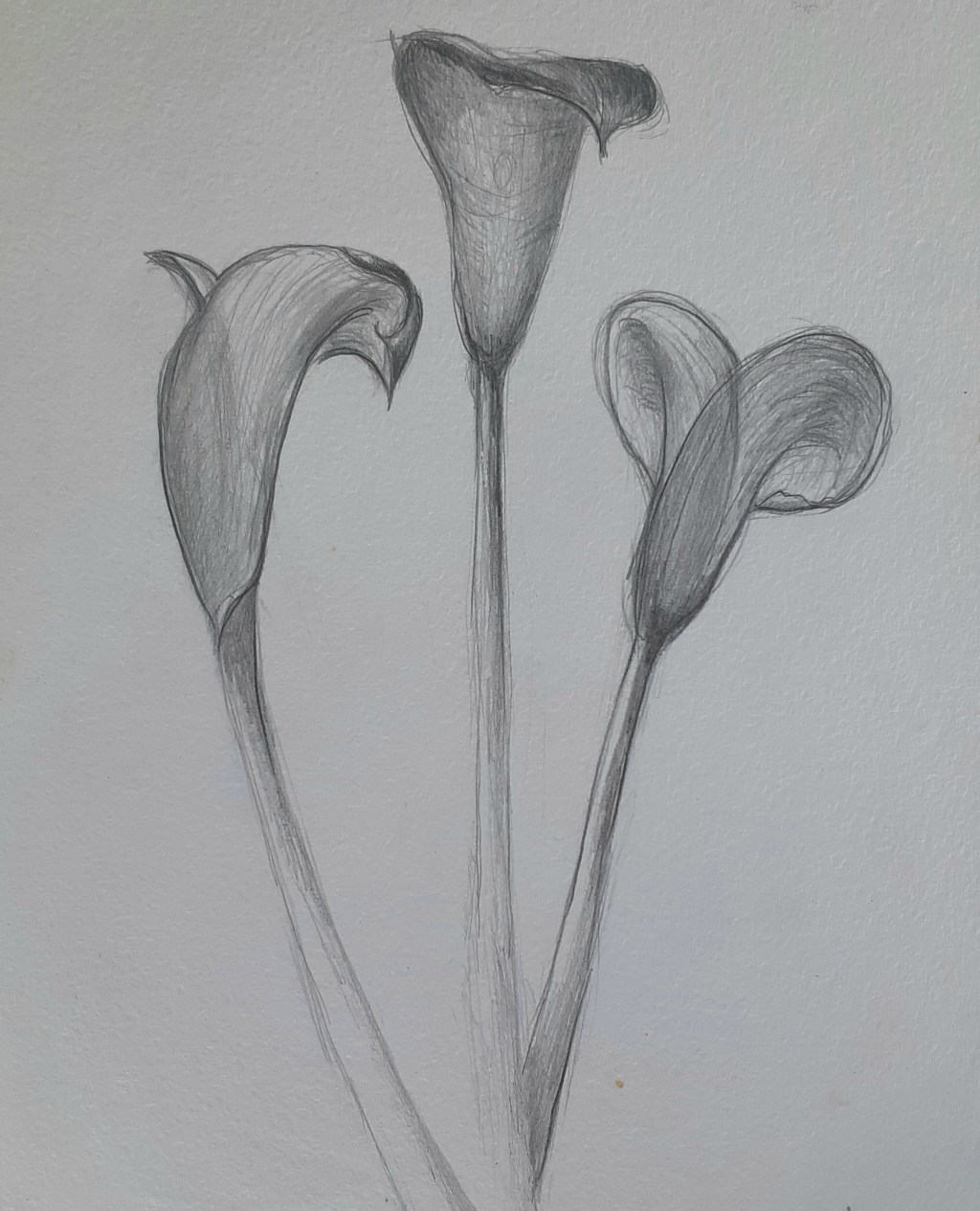 Arum lilies detail