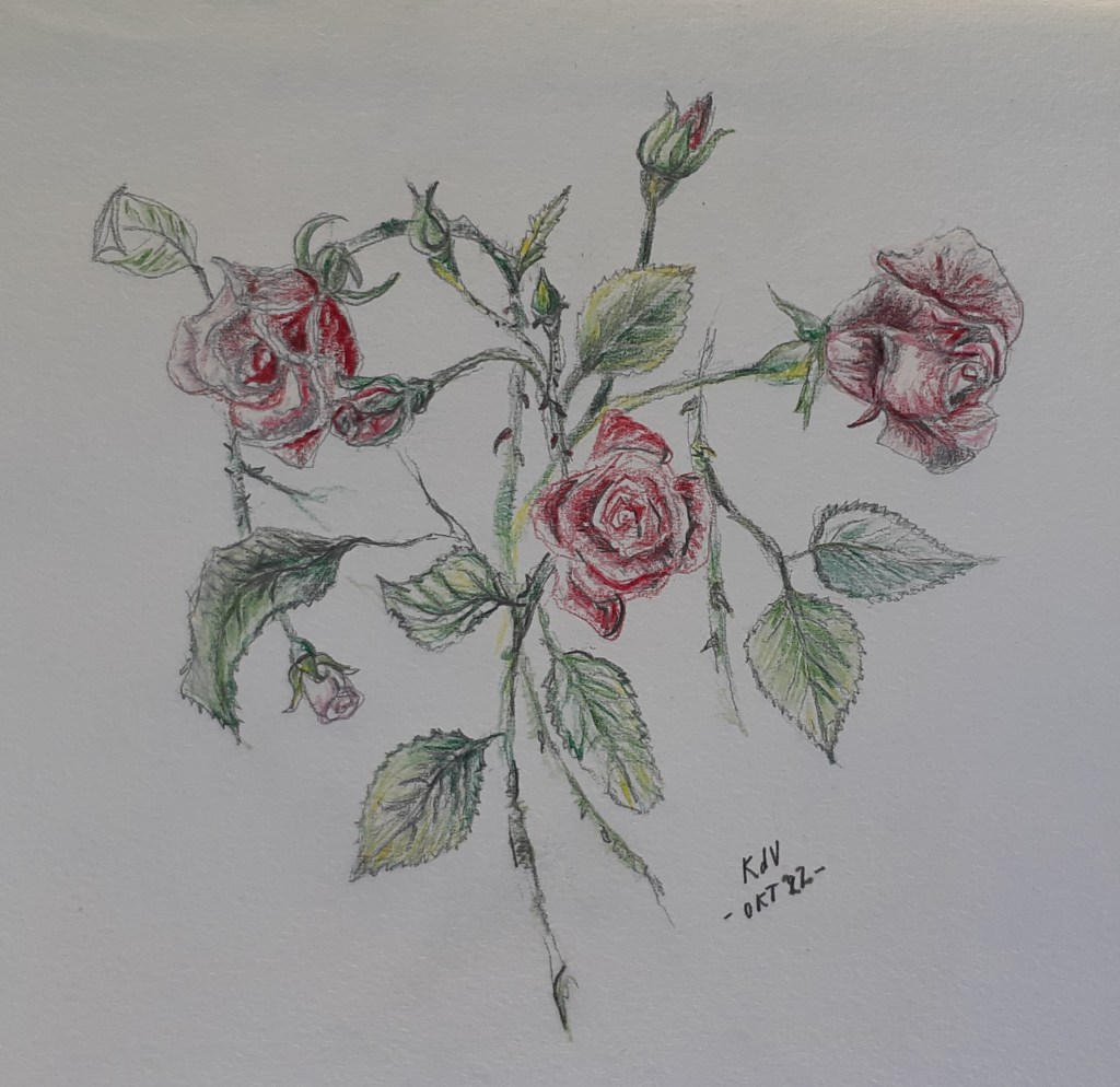 Rose detail study in&nbsp;colour